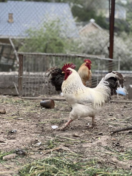 Петухи молодые домашние