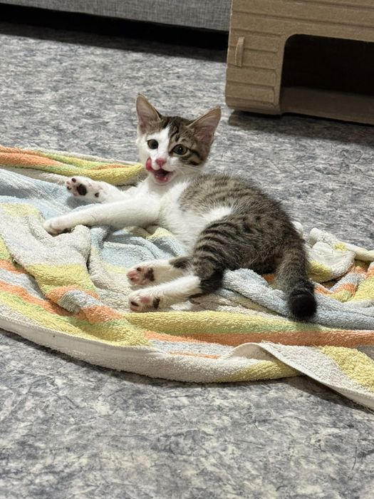 Котенок девочка  в добрые руки