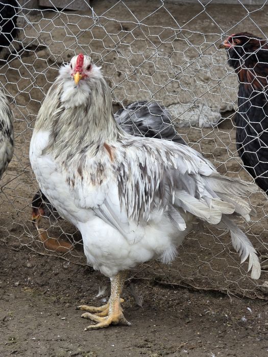 Cocos ameraucana splash