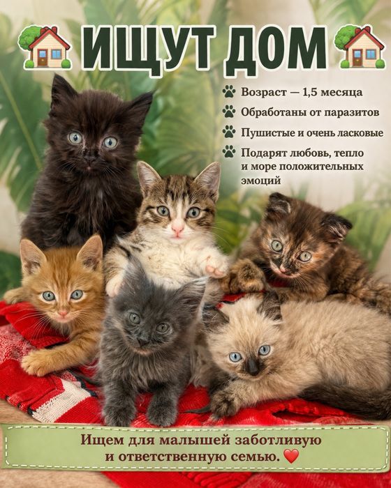 Котята ищут добрый руки
