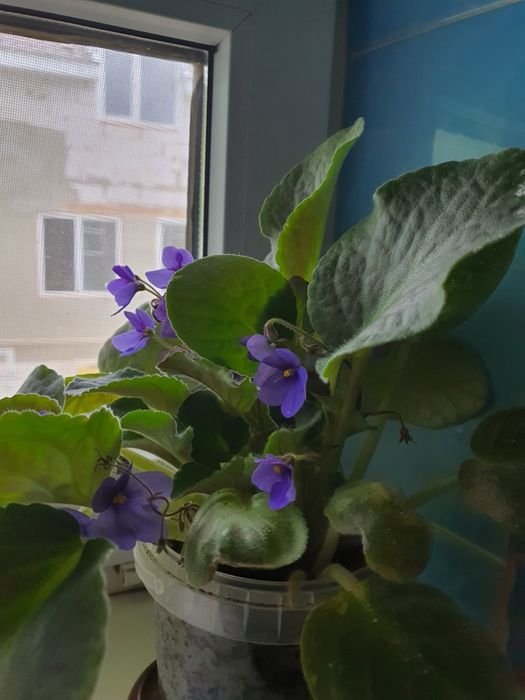 Фиалки большие фиолетовые