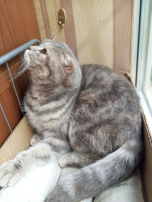 Кошечка вислоухая. Даром