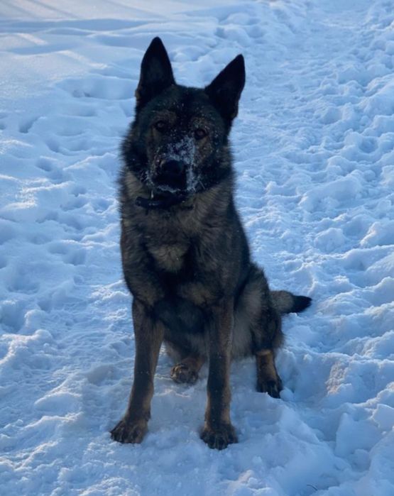 Продам щенков Волкособа