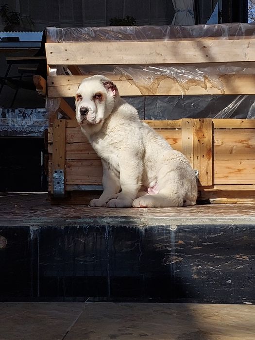 Продаётся алабай