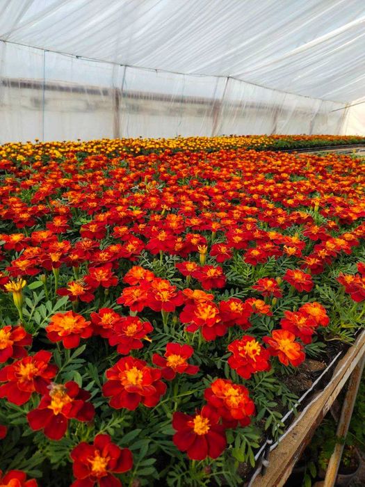 Manzarali gul ko'chatlari sotiladi