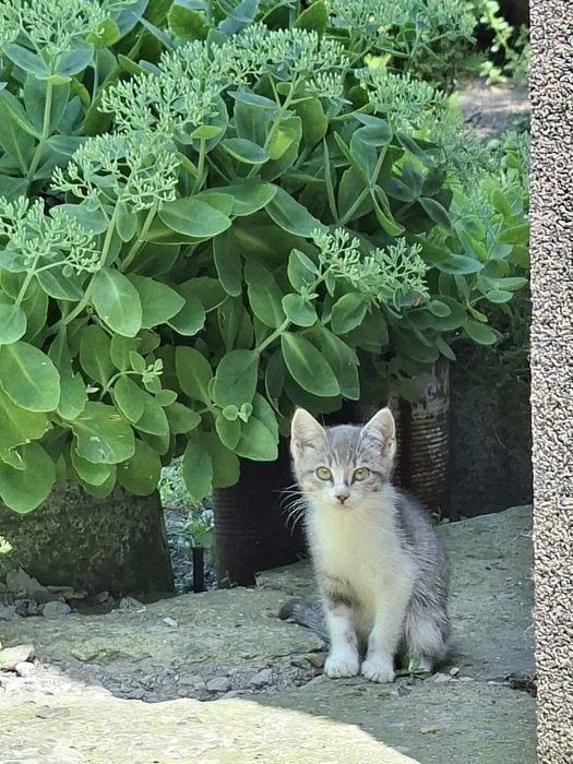 Подарявам котета