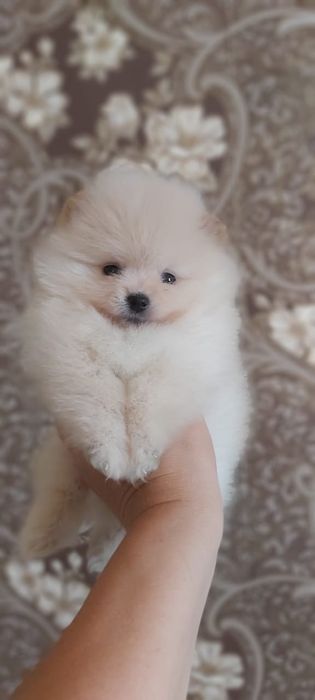 Щпицы мальчики и девочки