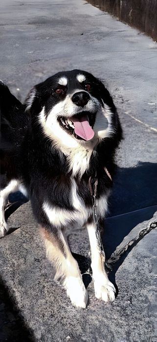 Пёс ищет дом! Алматы