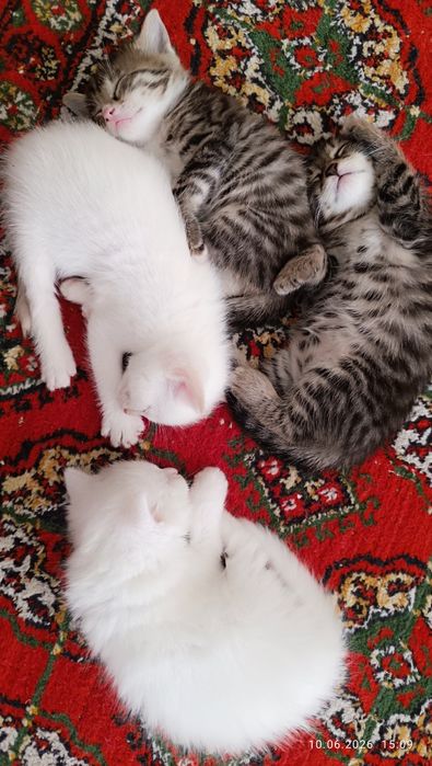 Продаются котята