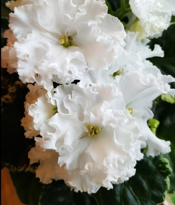 Продам сортовые фиалки