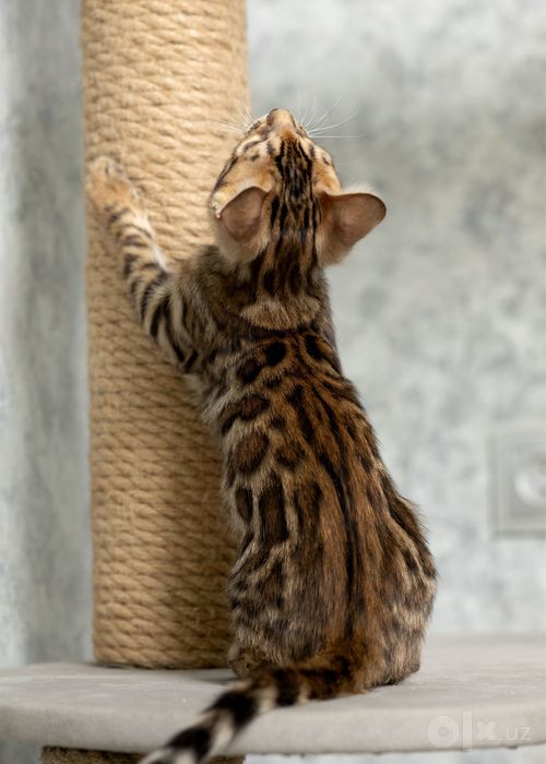 Клубный бенгальский котенок