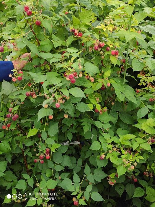 дача на федоровском водохранилище