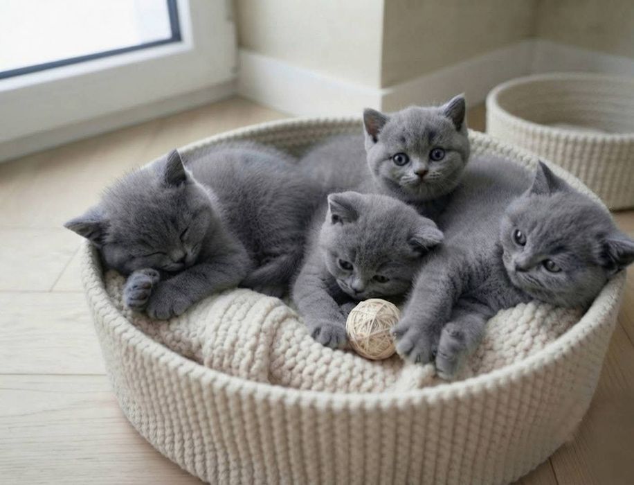 Британские котята