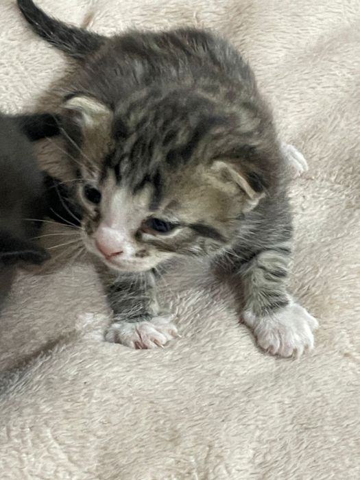 Отдам в добрые руки