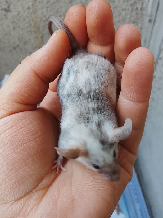 В продаже дикаративные мышки