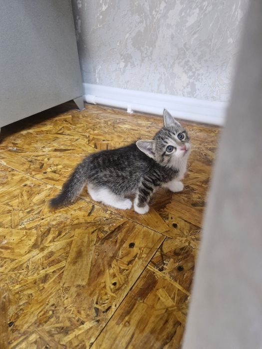 Отдам котят в ответственные хорошие руки. Бесплатно.