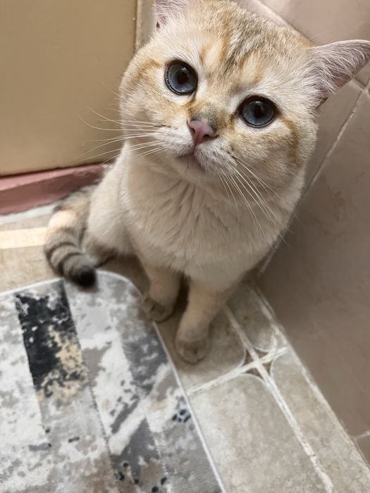 Кот поинтовая шиншила