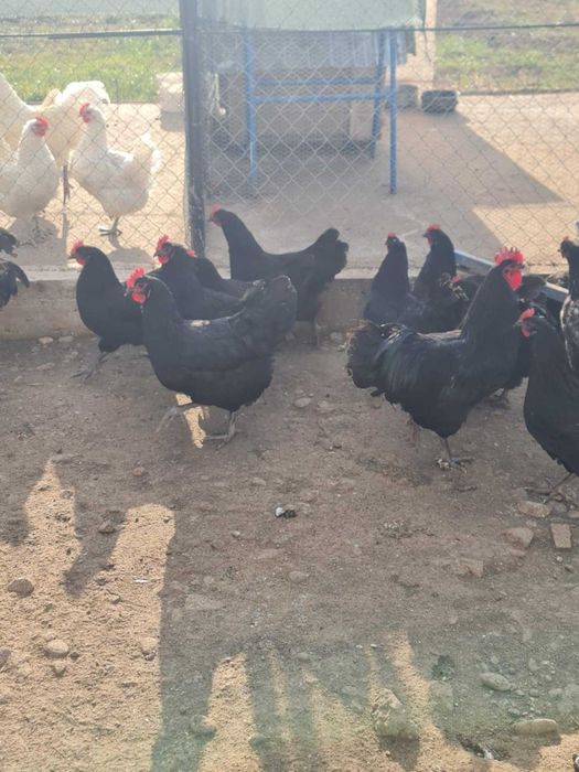Oua de incubat gaini rasa Australorp