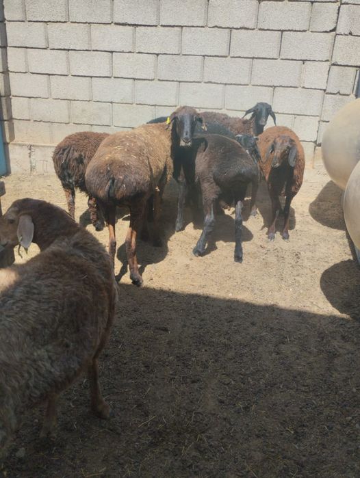 Қой сатылады, семіз тоқтылар әртүрлі бағада