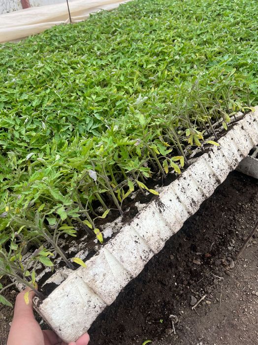 Разсад домати розова магия