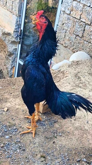 Империа  линиядан шу макён сотилади