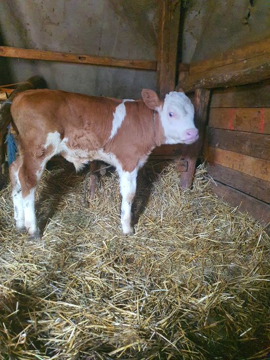 Vând Vacă Belgiană Roșie talie mare  (22 -25 L lapte)garantat cu proba de muls + Vițel de 5 săptămâni ,