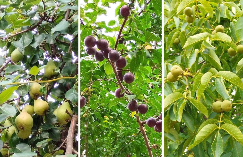 Casă de vanzare 106mp, S+P+M, garaj, teren 2700mp, capăt Copou