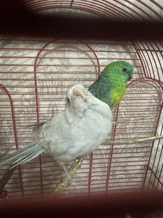 Попугаи певьчие