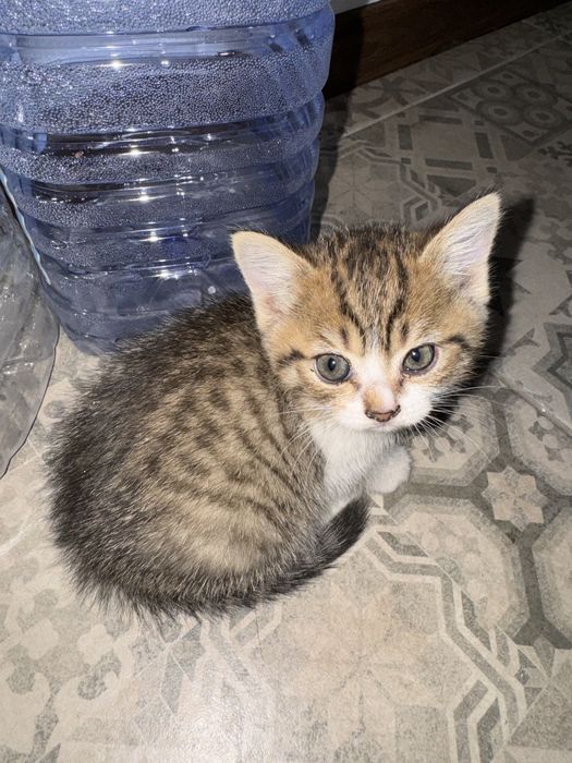 Отдам даром котенка