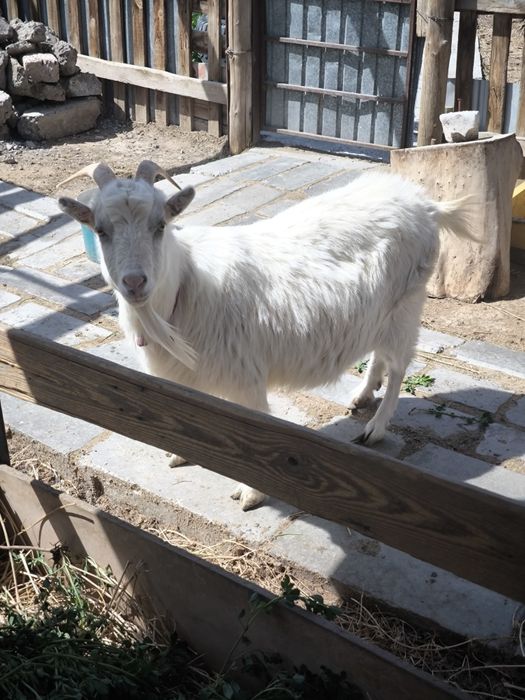 Орыс ешкі буаз сатылады