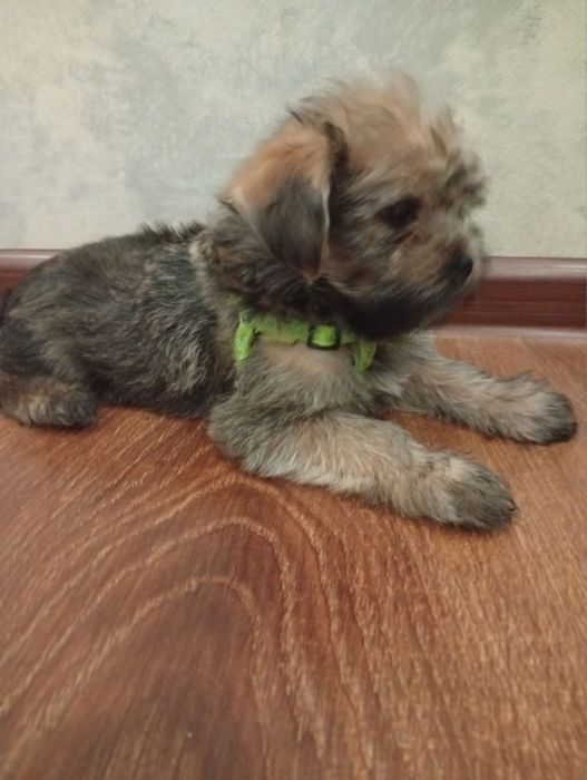 Продаю щенка Йорка