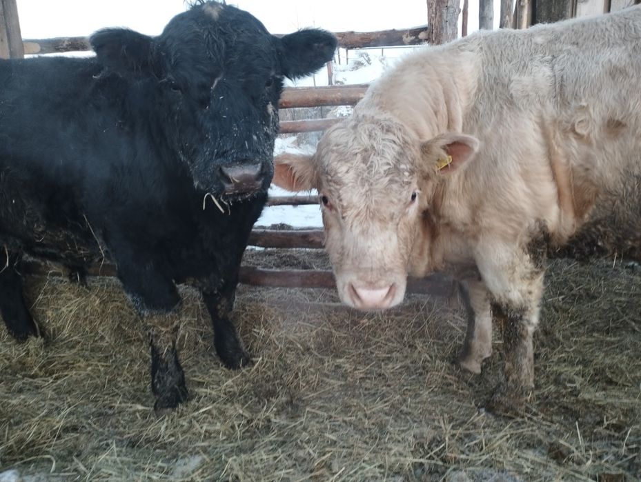 Ауликоль. Ангус. На племя .