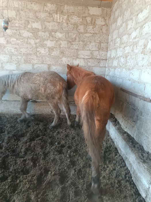 Семиз тойлар сотилади