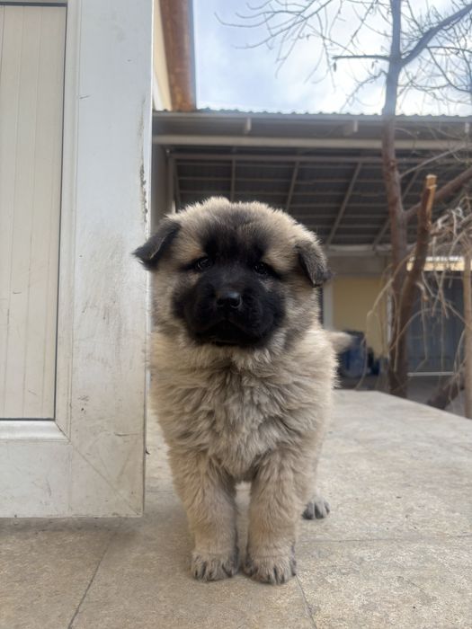 Продаются щенки здоровые