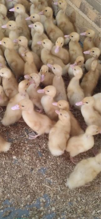 Продам бройлерную утку стар 53