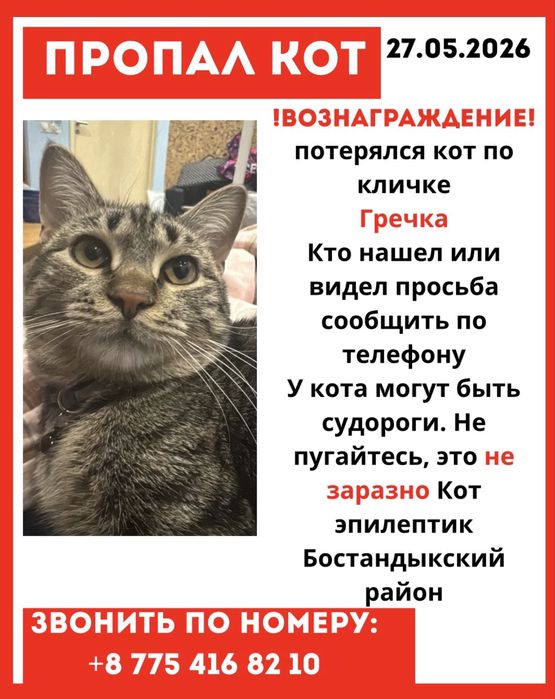 ПРОПАЛ КОТ. Помогите найти пожалуйста. Вознагрождение
