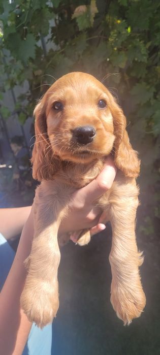 Cocker Spaniel caini