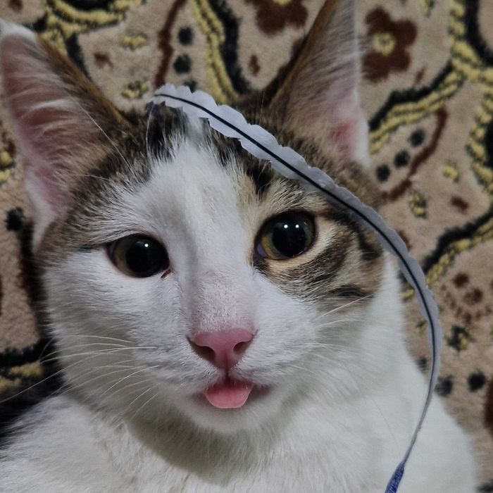 Кот кастрированный бесплатно