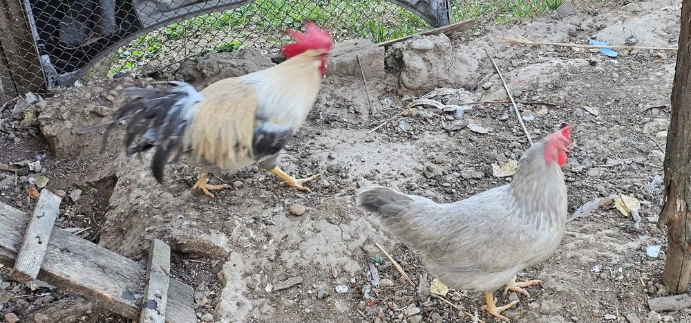 Oua Italiene Perlate Rasa Pura