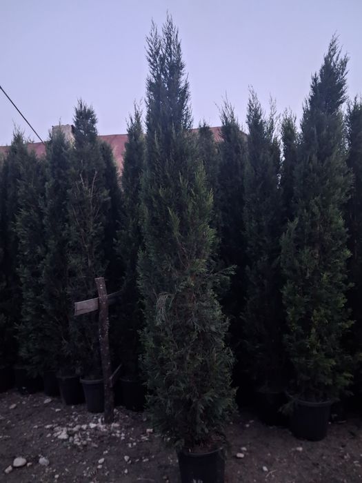 Leyladi pin cedrii brad argitiu
