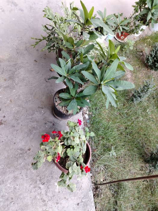 Продается комнатные цветы разныее