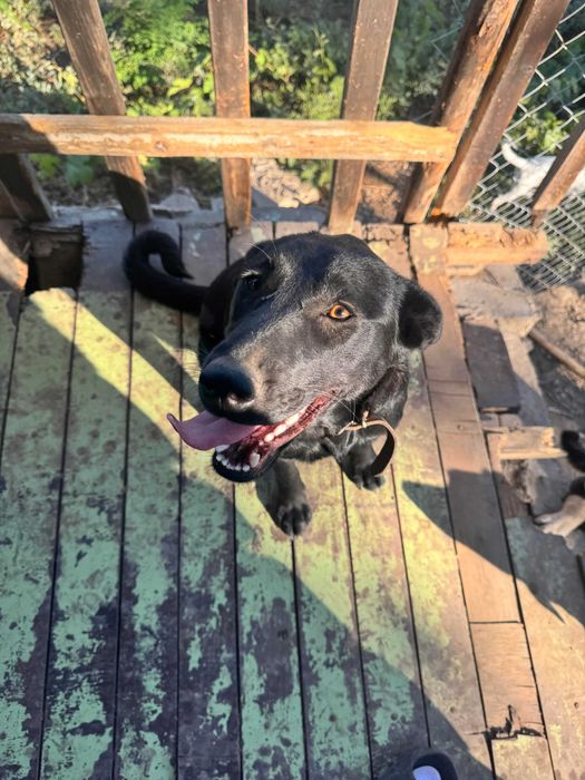 Подарявам кучета спешно в чудесно здраве с ваксини