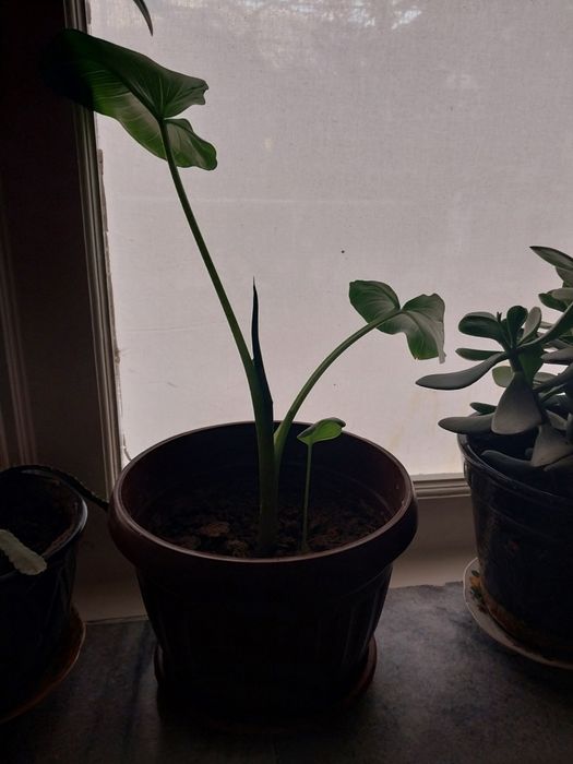 Цветы в дом. выращивании