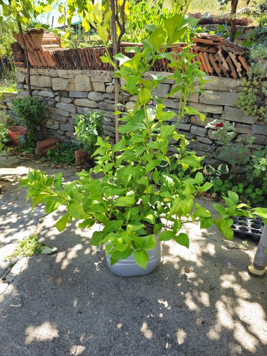 Лимоново дръвче плододаващо - различни размери