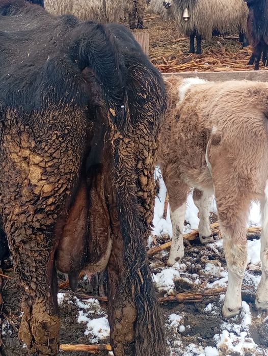 Vând vacă fătată