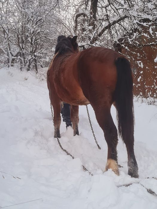 Mânză doi ani jumate