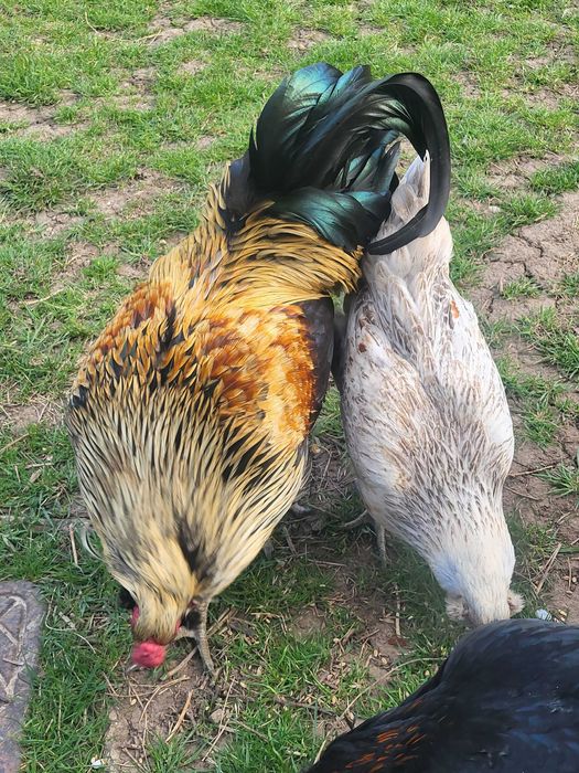Vand gaini Ameraucana si oua