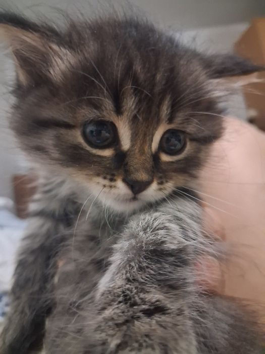 Котенок необыкновенный)