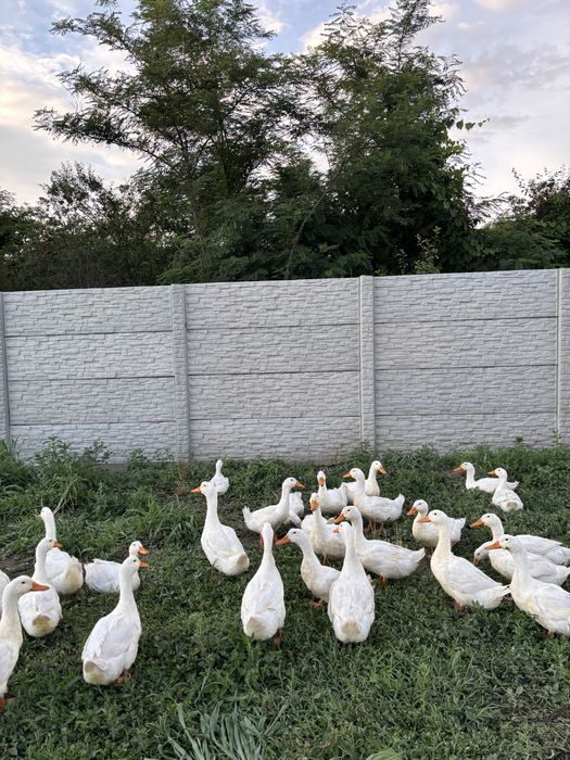 Rate Pekin cauta alta casa
