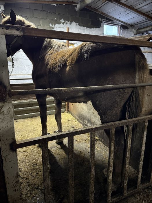 Лошадь крупная с откорма.